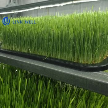 Container Agricultural System Farm
